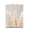 Pampas Grass Grey 04 Canvas Print or Poster